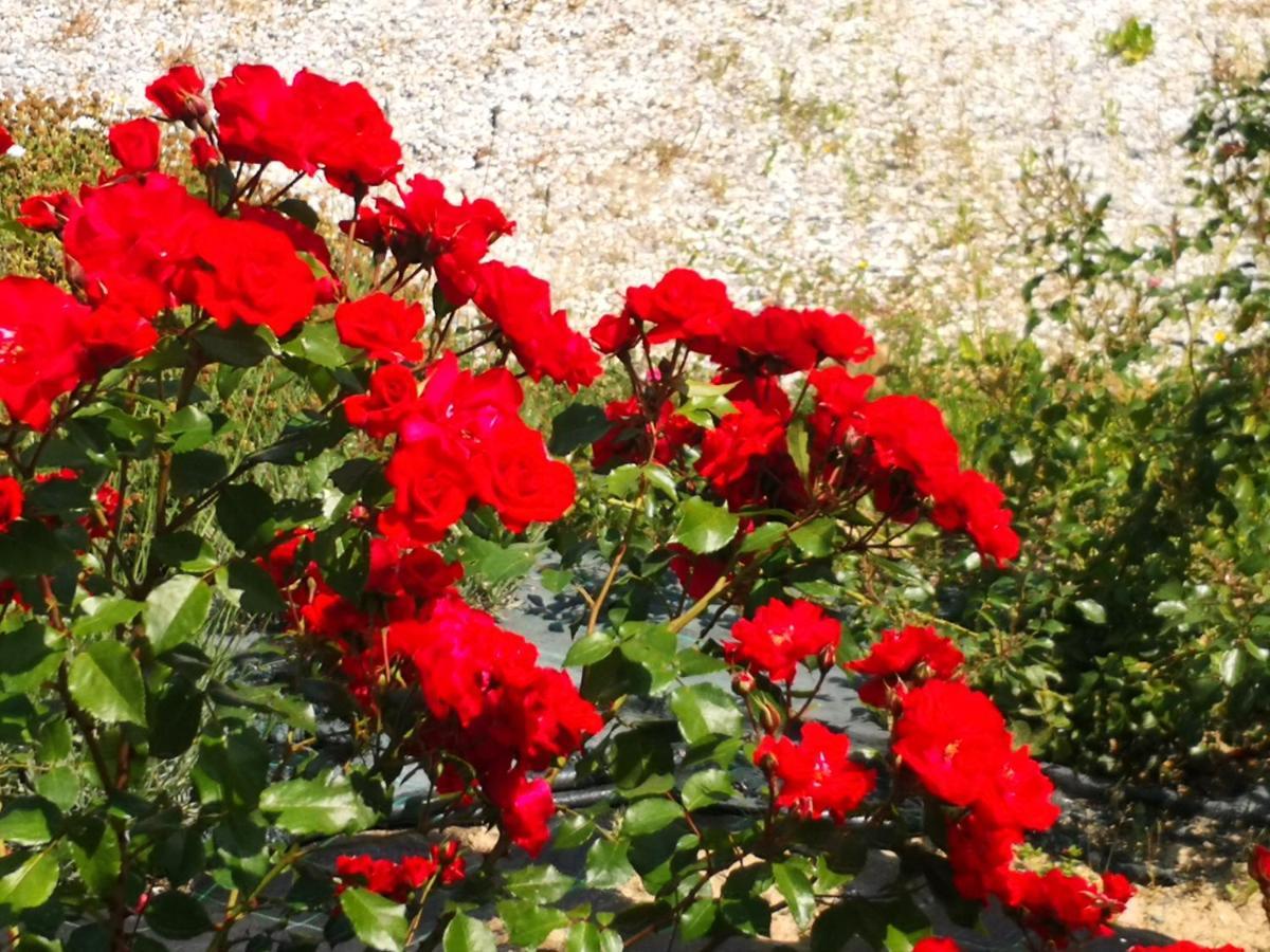 Agriturismo I Colli 몬타이오네 외부 사진